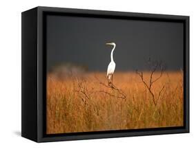 Everglades Restoration-J. Pat Carter-Framed Stretched Canvas