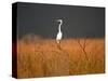 Everglades Restoration-J. Pat Carter-Stretched Canvas