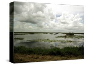 Everglades Restoration-J. Pat Carter-Stretched Canvas