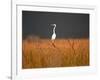 Everglades Restoration-J. Pat Carter-Framed Photographic Print