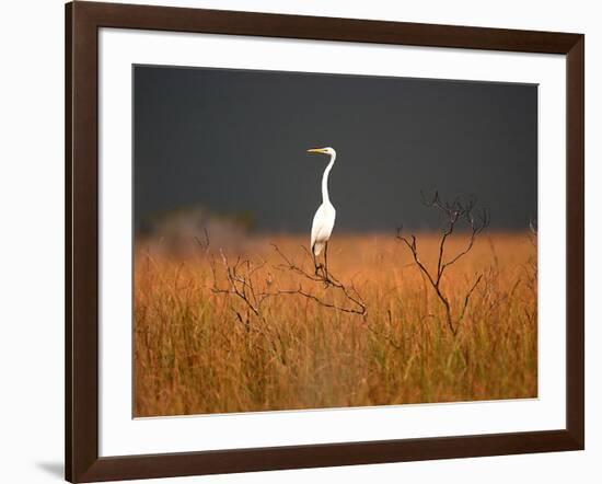 Everglades Restoration-J. Pat Carter-Framed Photographic Print