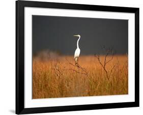 Everglades Restoration-J. Pat Carter-Framed Photographic Print