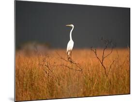 Everglades Restoration-J. Pat Carter-Mounted Photographic Print