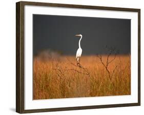 Everglades Restoration-J. Pat Carter-Framed Photographic Print