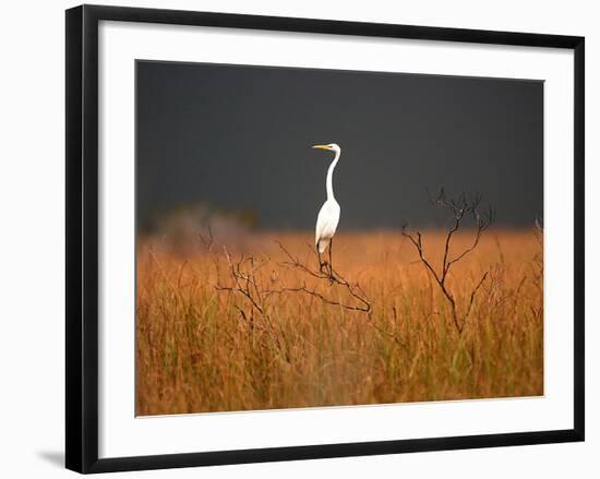 Everglades Restoration-J. Pat Carter-Framed Photographic Print