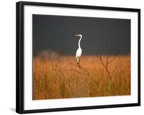 Everglades Restoration-J. Pat Carter-Framed Photographic Print