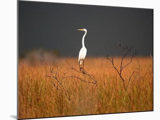 Everglades Restoration-J. Pat Carter-Mounted Photographic Print