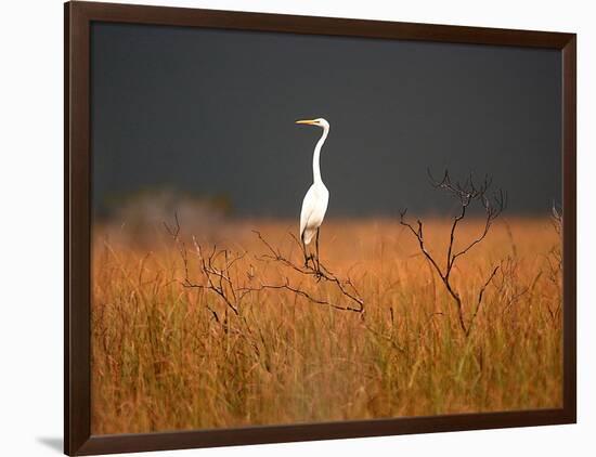 Everglades Restoration-J. Pat Carter-Framed Photographic Print