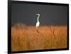 Everglades Restoration-J. Pat Carter-Framed Photographic Print