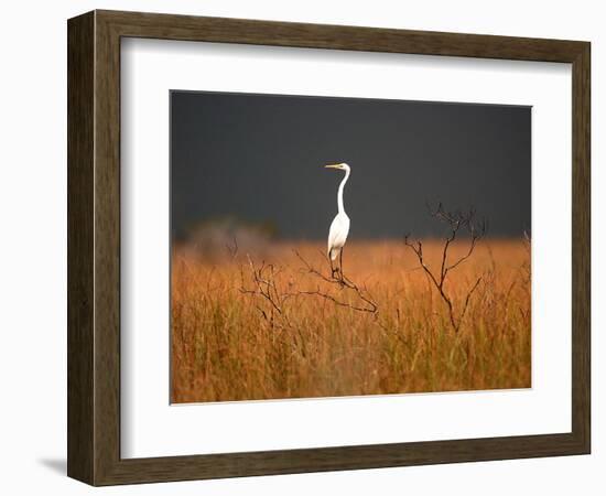 Everglades Restoration-J. Pat Carter-Framed Photographic Print