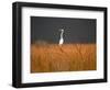 Everglades Restoration-J. Pat Carter-Framed Photographic Print