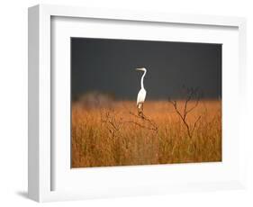 Everglades Restoration-J. Pat Carter-Framed Photographic Print