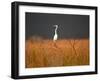 Everglades Restoration-J. Pat Carter-Framed Photographic Print