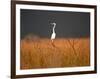 Everglades Restoration-J. Pat Carter-Framed Photographic Print