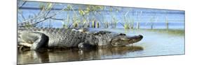 Everglades Restoration-J. Pat Carter-Mounted Photographic Print