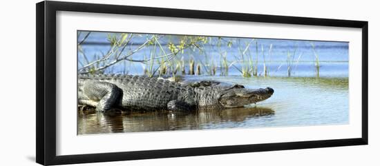 Everglades Restoration-J. Pat Carter-Framed Photographic Print