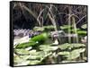 Everglades Tourism-David Adame-Framed Stretched Canvas