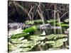 Everglades Tourism-David Adame-Stretched Canvas