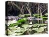 Everglades Tourism-David Adame-Stretched Canvas