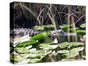 Everglades Tourism-David Adame-Stretched Canvas