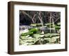 Everglades Tourism-David Adame-Framed Photographic Print