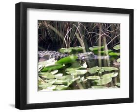 Everglades Tourism-David Adame-Framed Photographic Print