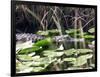 Everglades Tourism-David Adame-Framed Photographic Print