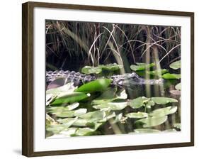 Everglades Tourism-David Adame-Framed Photographic Print