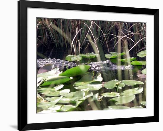 Everglades Tourism-David Adame-Framed Photographic Print