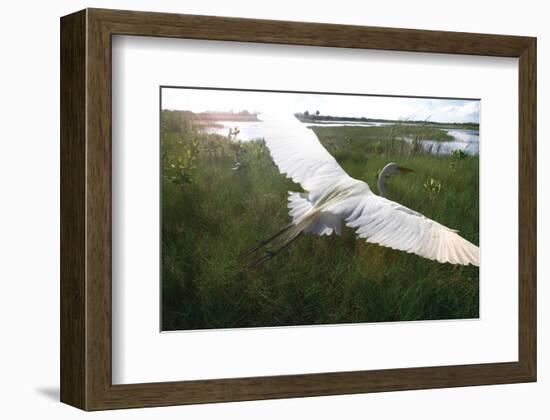 Everglides-Steve Hunziker-Framed Art Print