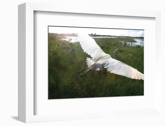 Everglides-Steve Hunziker-Framed Art Print