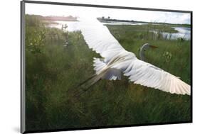 Everglides-Steve Hunziker-Mounted Art Print