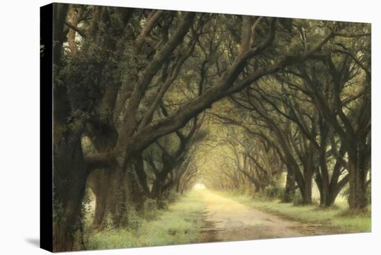 Evergreen Alley-William Guion-Stretched Canvas