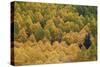 Evergreen Among Yellow and Green Aspens in the Fall-James Hager-Stretched Canvas