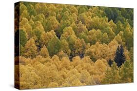 Evergreen Among Yellow and Green Aspens in the Fall-James Hager-Stretched Canvas