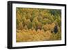 Evergreen Among Yellow and Green Aspens in the Fall-James Hager-Framed Photographic Print