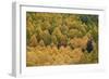 Evergreen Among Yellow and Green Aspens in the Fall-James Hager-Framed Photographic Print