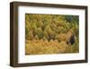 Evergreen Among Yellow and Green Aspens in the Fall-James Hager-Framed Photographic Print
