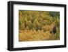 Evergreen Among Yellow and Green Aspens in the Fall-James Hager-Framed Photographic Print