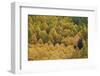 Evergreen Among Yellow and Green Aspens in the Fall-James Hager-Framed Photographic Print