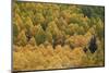 Evergreen Among Yellow and Green Aspens in the Fall-James Hager-Mounted Photographic Print