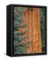 Evergreen and Sequoia Tree Trunk-Aaron Horowitz-Framed Stretched Canvas