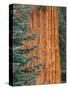 Evergreen and Sequoia Tree Trunk-Aaron Horowitz-Stretched Canvas