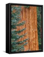 Evergreen and Sequoia Tree Trunk-Aaron Horowitz-Framed Stretched Canvas
