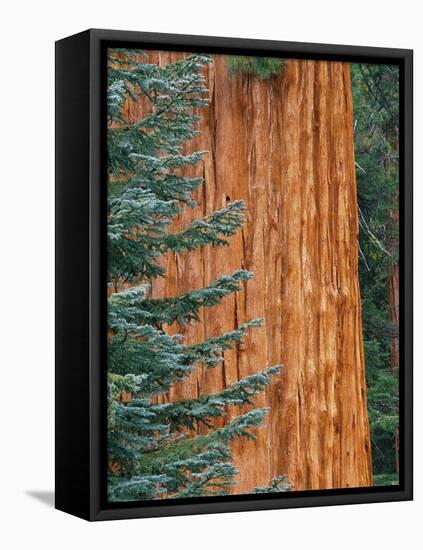 Evergreen and Sequoia Tree Trunk-Aaron Horowitz-Framed Stretched Canvas