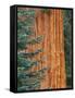 Evergreen and Sequoia Tree Trunk-Aaron Horowitz-Framed Stretched Canvas