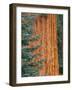 Evergreen and Sequoia Tree Trunk-Aaron Horowitz-Framed Photographic Print