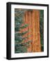 Evergreen and Sequoia Tree Trunk-Aaron Horowitz-Framed Photographic Print