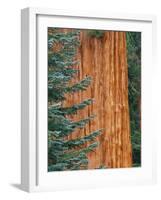 Evergreen and Sequoia Tree Trunk-Aaron Horowitz-Framed Photographic Print