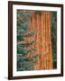 Evergreen and Sequoia Tree Trunk-Aaron Horowitz-Framed Photographic Print